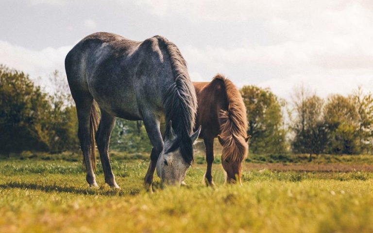 Odzież jeździecka na każdą pogodę – co warto mieć w swojej szafie?